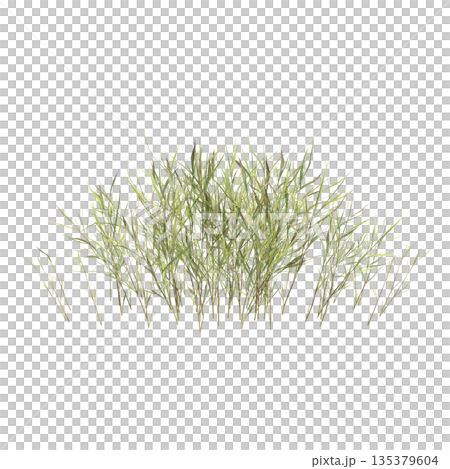 Pogonatherum crinitum bush plants 3d illustration on transparent background 135379604