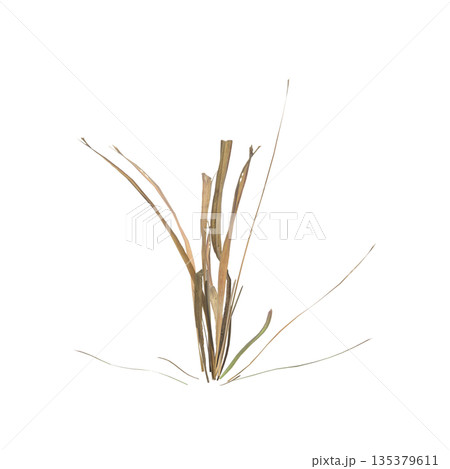 Dry grass plants 3d illustration on transparent background Dry grass plants 3d illustration on transparent background 135379611