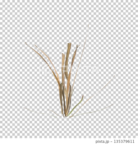 Dry grass plants 3d illustration on transparent background Dry grass plants 3d illustration on transparent background 135379611