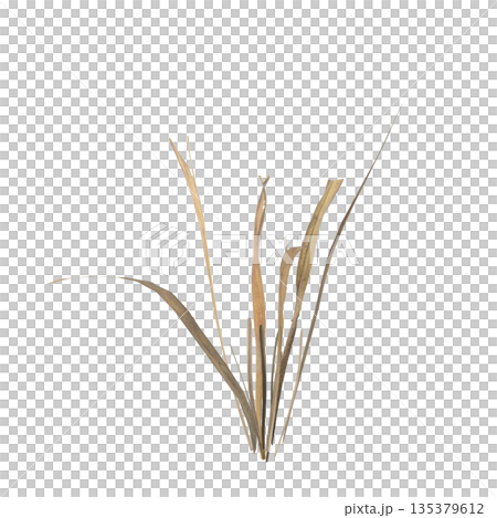 Dry grass plants 3d illustration on transparent background Dry grass plants 3d illustration on transparent background 135379612