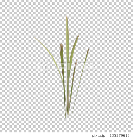 Dry grass plants 3d illustration on transparent background Dry grass plants 3d illustration on transparent background 135379613