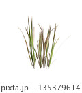 Dry grass plants 3d illustration on transparent background 135379614
