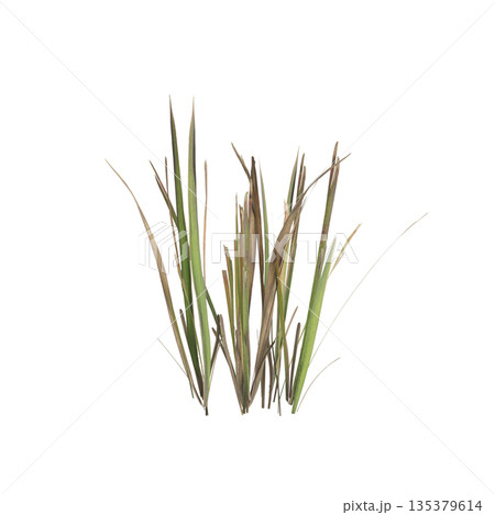 Dry grass plants 3d illustration on transparent background Dry grass plants 3d illustration on transparent background 135379614