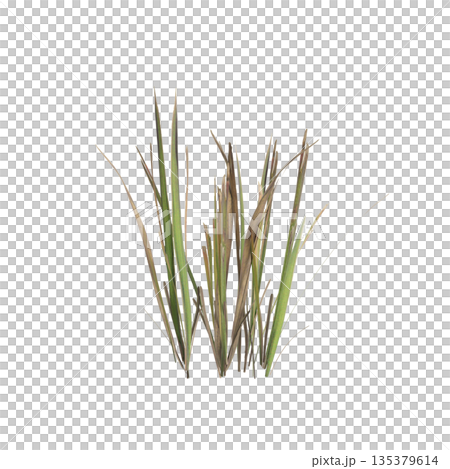Dry grass plants 3d illustration on transparent background Dry grass plants 3d illustration on transparent background 135379614