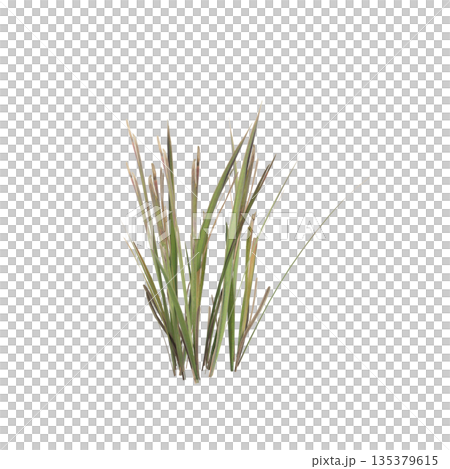 Dry grass plants 3d illustration on transparent background Dry grass plants 3d illustration on transparent background 135379615
