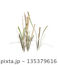 Dry grass plants 3d illustration on transparent background 135379616