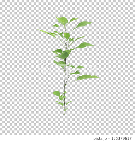 Solanum nigrum grass plants 3d illustration on transparent background 135379617