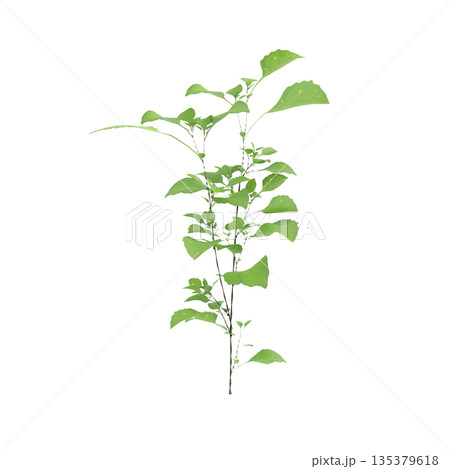 Solanum nigrum grass plants 3d illustration on transparent background 135379618