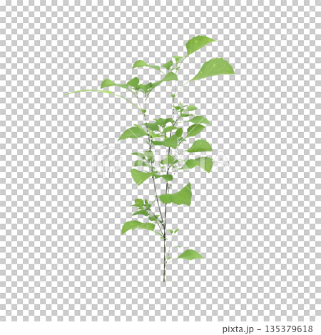 Solanum nigrum grass plants 3d illustration on transparent background 135379618