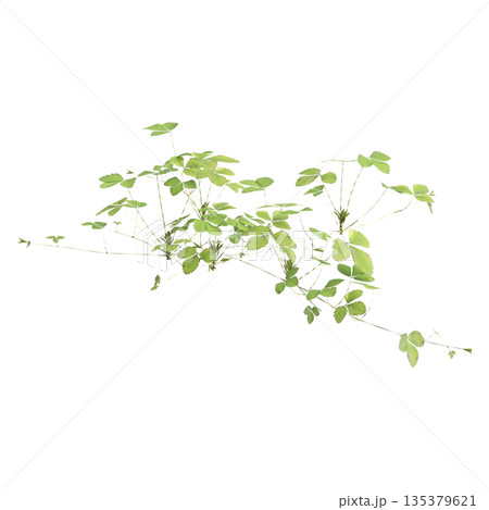 Duchesnea indica grass plants 3d illustration on transparent background Duchesnea indica grass plants 3d illustration on transparent background 135379621