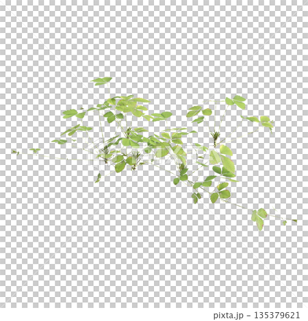 Duchesnea indica grass plants 3d illustration on transparent background Duchesnea indica grass plants 3d illustration on transparent background 135379621