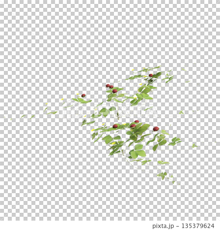 Duchesnea indica grass plants 3d illustration on transparent background 135379624