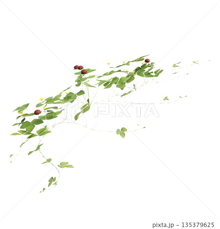 Duchesnea indica grass plants 3d illustration on transparent background Duchesnea indica grass plants 3d illustration on transparent background 135379625