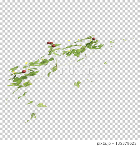Duchesnea indica grass plants 3d illustration on transparent background Duchesnea indica grass plants 3d illustration on transparent background 135379625