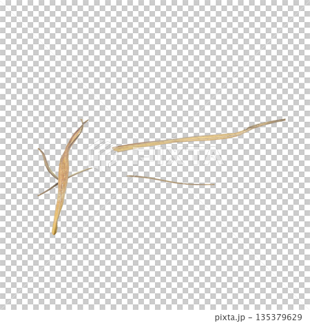 Dry grass plants 3d illustration on transparent background Dry grass plants 3d illustration on transparent background 135379629