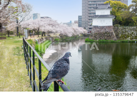 大分府内城址と満開の桜 大分府内城址と満開の桜 135379647