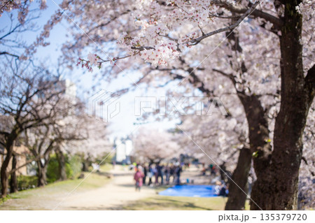 満開の桜と大分城址公園 135379720