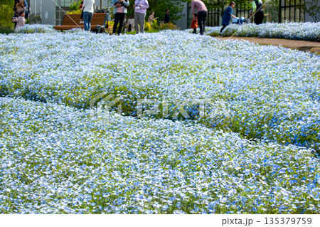 大分農業文化公園のネモフィラ 135379759