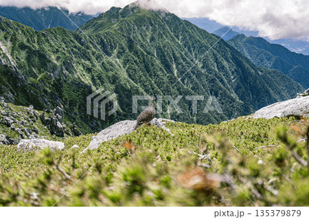 高山の稜線と雷鳥を捉えた山岳風景 135379879