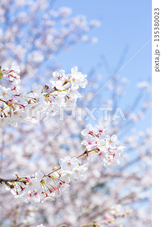 春の青空に映える満開の桜 135380023