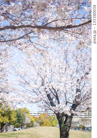 いこいの道と桜 いこいの道と桜 135380038