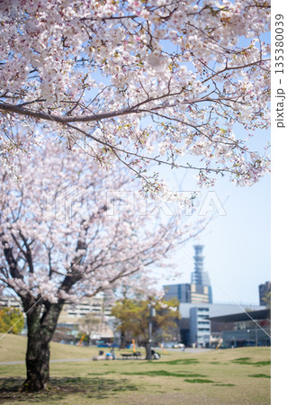 いこいの道と桜 135380039