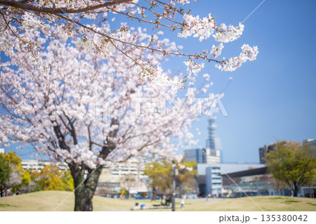 いこいの道と桜 135380042