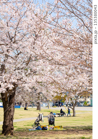 いこいの道と桜 135380043