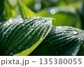 Rain Drops On Deep Green Hosta Leaf Texture 135380055