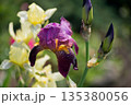 Purple And Yellow Iris Bloom With Morning Dew 135380056
