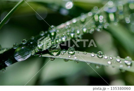 Dew Covered Grass Blade In Morning Light 135380060