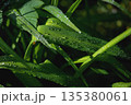 Lush Green Grass Leaves With Dew Pattern 135380061