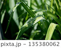 Dew Sparkling On Curved Grass Blades 135380062