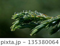 Evergreen Juniper Branch with Sparkling Dew Drops 135380064