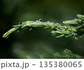 Macro Detail of Dew on Common Juniper Needles 135380065