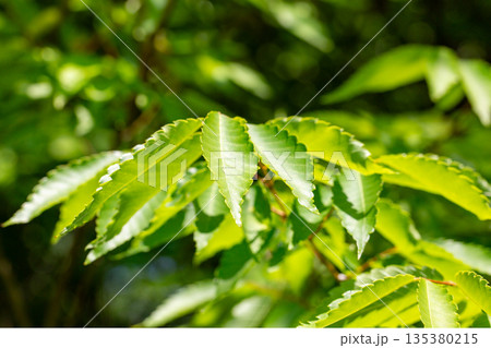 ケヤキ　新緑 135380215