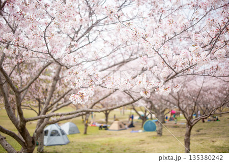 満開の桜並木と花見 満開の桜並木と花見 135380242