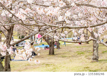 満開の桜並木と花見 135380246