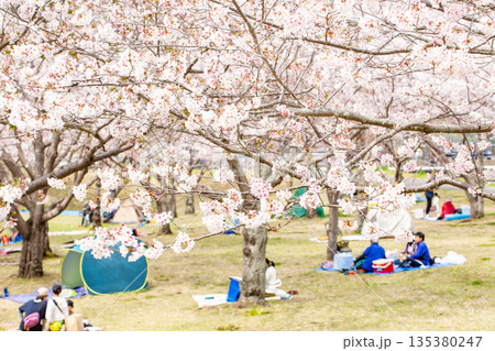 満開の桜並木と花見 135380247
