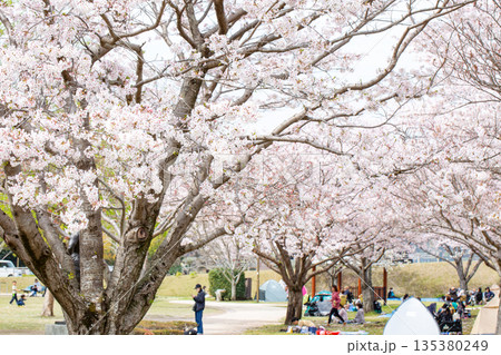 満開の桜並木と花見 135380249