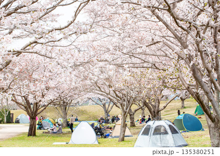 満開の桜並木と花見 満開の桜並木と花見 135380251