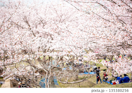 満開の桜並木と花見 135380256