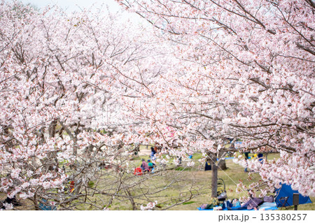 満開の桜並木と花見 満開の桜並木と花見 135380257