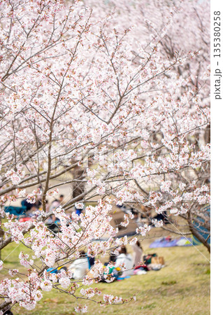 満開の桜並木と花見 満開の桜並木と花見 135380258