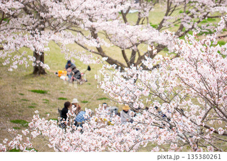 満開の桜並木と花見 135380261
