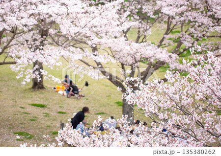 満開の桜並木と花見 135380262