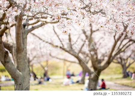 満開の桜並木と花見 満開の桜並木と花見 135380272