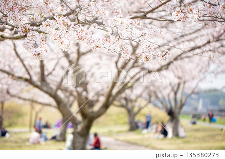 満開の桜並木と花見 満開の桜並木と花見 135380273