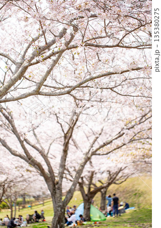 満開の桜並木と花見 135380275