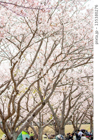 満開の桜並木と花見 135380276